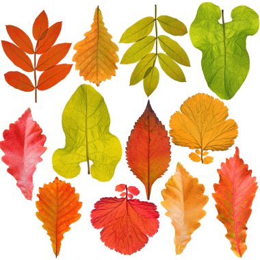 izole üzerinde beyaz arka plan ağaç topluluğu bırakır