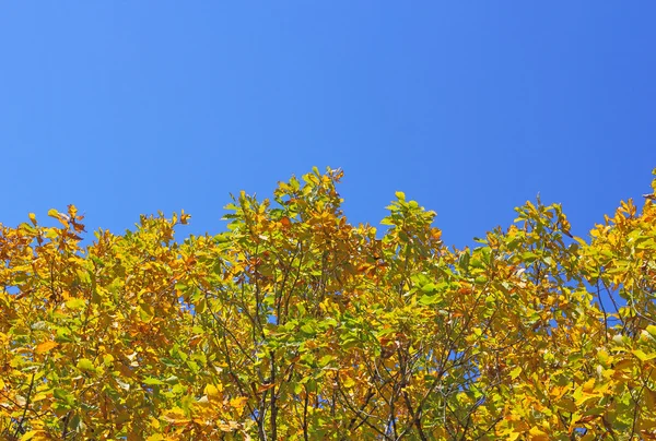 Belle heure d'automne, feuilles jaunes et rouges sur les arbres . — Photo