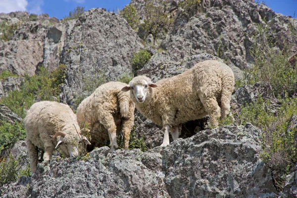 Ovejas en hermoso prado de montaña —  Fotos de Stock