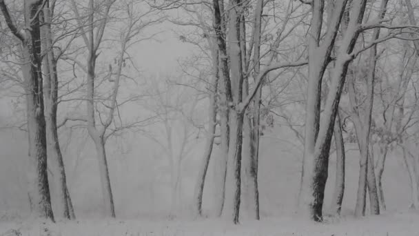 Journée de neige dans les bois d'hiver . — Video