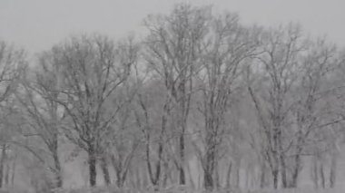 Kış ormanda kar günü.