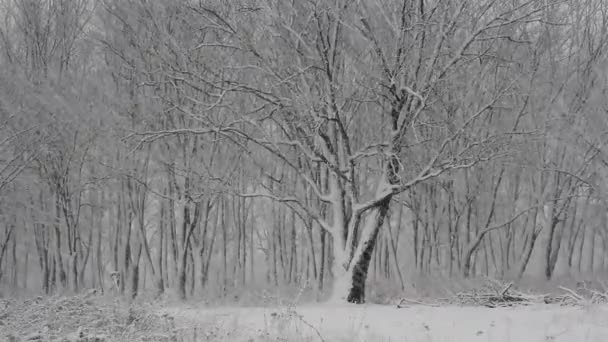 Día de nieve en el bosque de invierno . — Vídeos de Stock