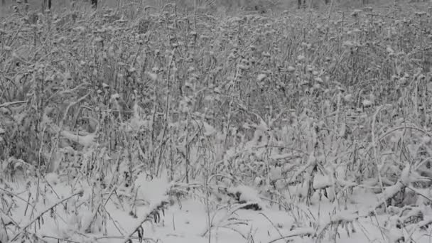 Dag van de sneeuw in de winter bos. — Stockvideo