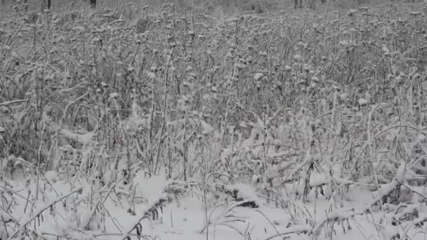 Snö dag i vinter skogen. — Stockvideo