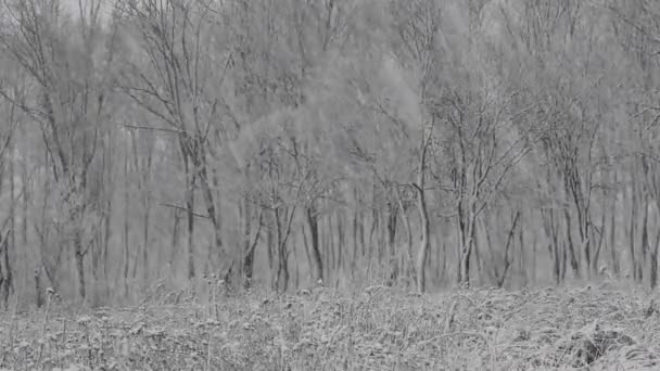 Dag van de sneeuw in de winter bos. — Stockvideo