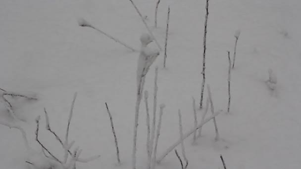 Snö dag i vinter skogen. — Stockvideo