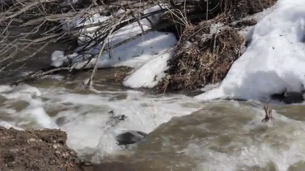 Våren snö smälter vid floden, i april — Stockvideo