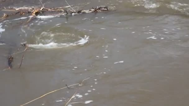 Lente sneeuw smelten op de rivier, in april — Stockvideo