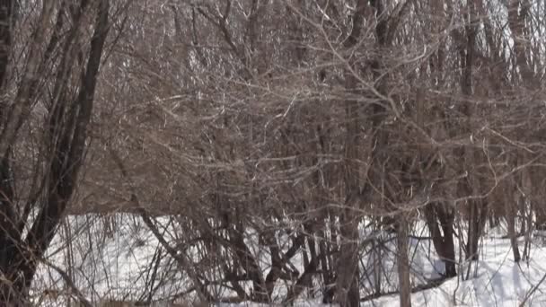 Primavera nieve derritiéndose en el río, en abril — Vídeos de Stock