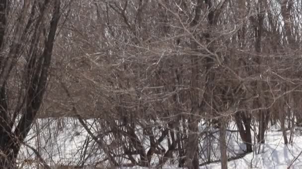 Spring snow melting on the river, in April — Stock Video