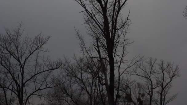 Landscape, blue sky with clouds timelapse — Stock Video