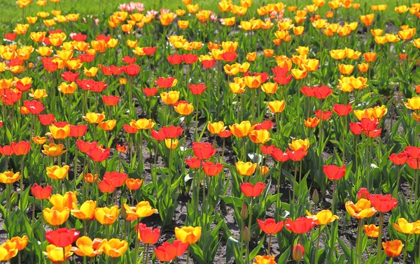 Campo de tulipas amarelo e vermelho — Fotografia de Stock