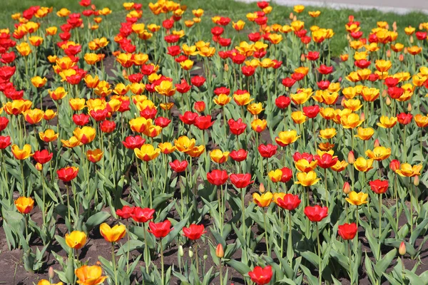 Campo de tulipas amarelo e vermelho — Fotografia de Stock