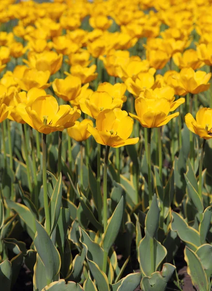 Yellow tulip field — Stock Photo, Image
