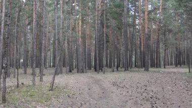 güzel iğne yapraklı orman, steadicam vurdu.