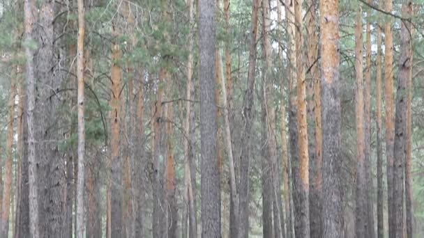 Belle forêt de conifères, steadicam shot .