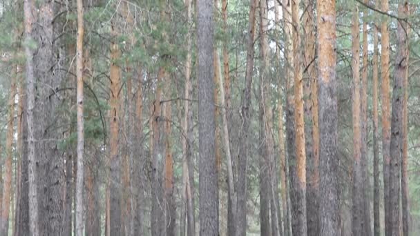 Hermoso bosque de coníferas, steadicam shot . — Vídeos de Stock