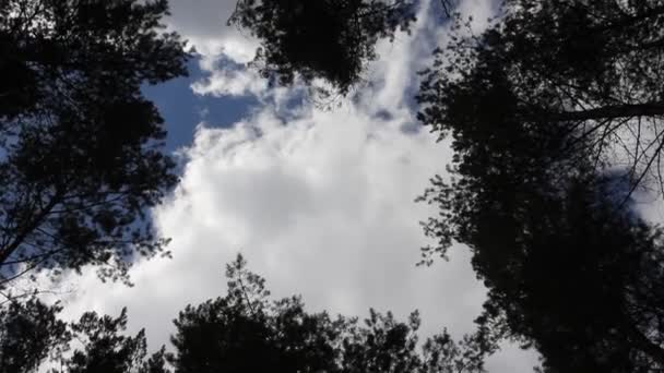 Hermoso bosque de coníferas, steadicam shot . — Vídeos de Stock