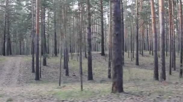 Belle forêt de conifères, steadicam shot .