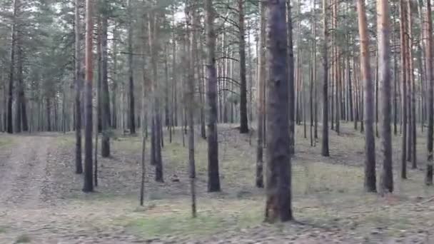 Bela floresta de coníferas, steadicam tiro . — Vídeo de Stock