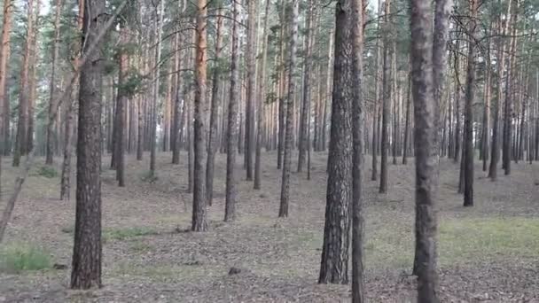 Beautiful coniferous forest, steadicam shot. — Stock Video