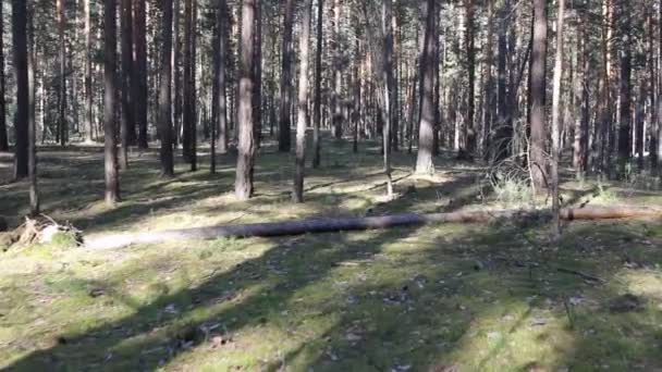 Belle forêt de conifères, steadicam shot . — Video