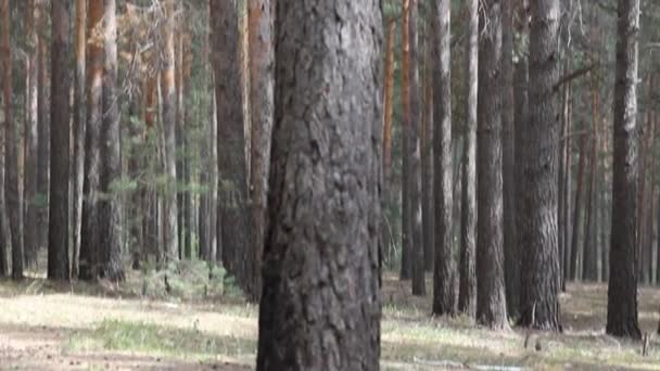 Beautiful coniferous forest, steadicam shot. — Stock Video