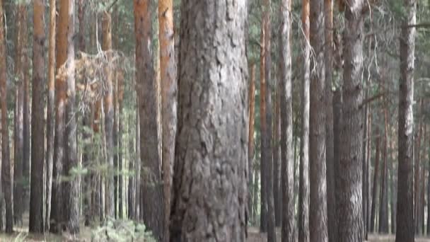 Hermoso bosque de coníferas, steadicam shot . — Vídeos de Stock