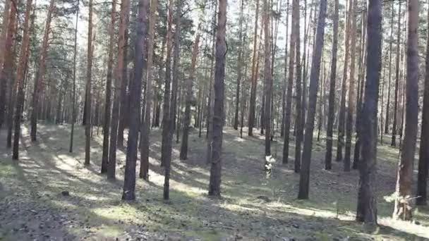 Belle forêt de conifères, steadicam shot .