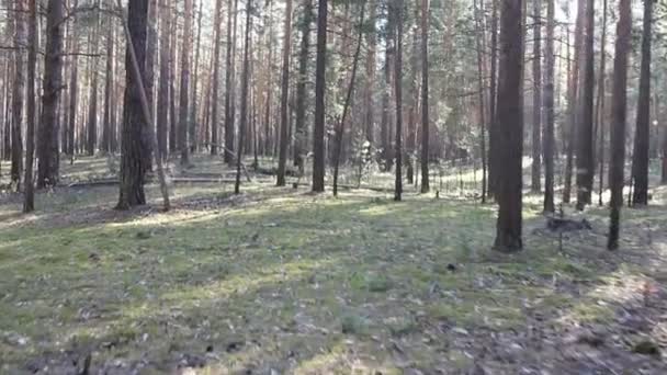 Beautiful coniferous forest, steadicam shot. — Stock Video