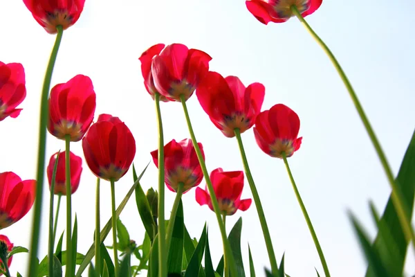 Red tulips, view from below against the sky. — Stock Photo, Image