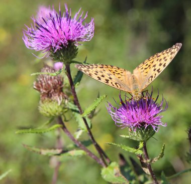 Monarch kelebek kırmızı çiçek