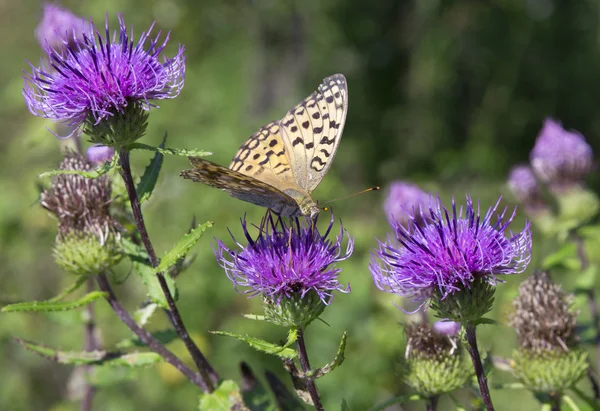 Papillon monarque sur fleur rouge — Photo