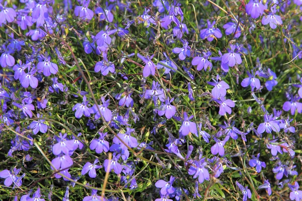 Paysage d'été avec fleurs bleues — Photo