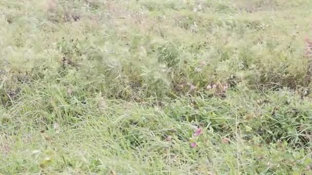 Grass in een veld in de wind — Stockvideo