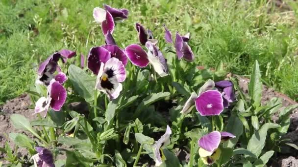 Kleurrijke viooltje bloem. Driekleurig viooltje. — Stockvideo