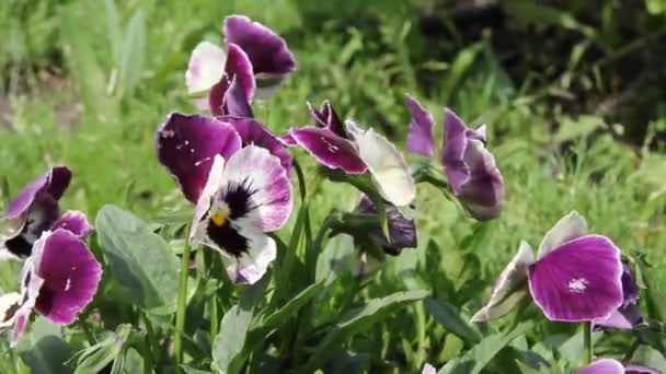 Kleurrijke viooltje bloem. Driekleurig viooltje. — Stockvideo