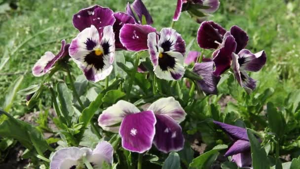 Colorful pansy flower. Viola tricolor. — Stock Video