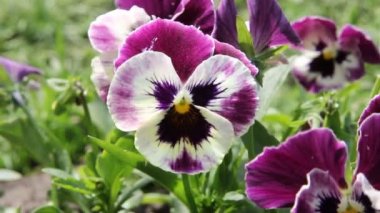 renkli çiçek homo. Viola üç renkli.