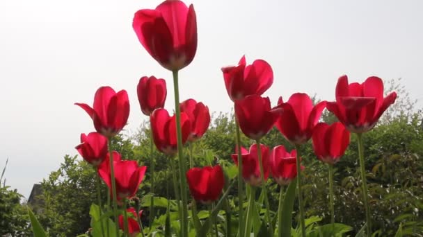 Rode tulpen in veld - middellange schot. — Stockvideo