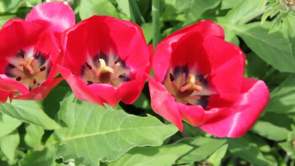 Rode tulpen in veld - middellange schot. — Stockvideo