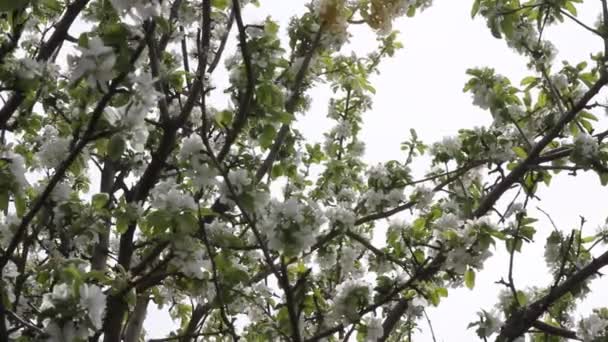 Flores de maçã na primavera — Vídeo de Stock