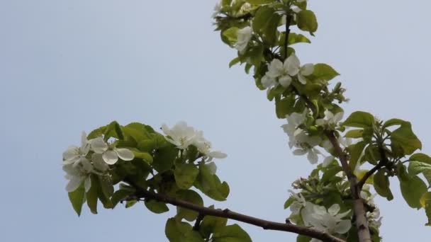 Flores de maçã na primavera — Vídeo de Stock