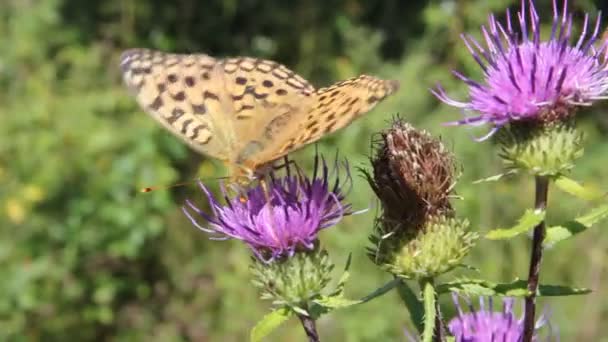 Monarkfjärilen på röd blomma — Stockvideo