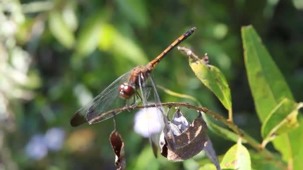 Κοινή κόκκινο dragonfly close-up — Αρχείο Βίντεο