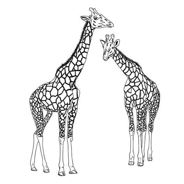 Två giraffer. Vektorillustration. — Stock vektor