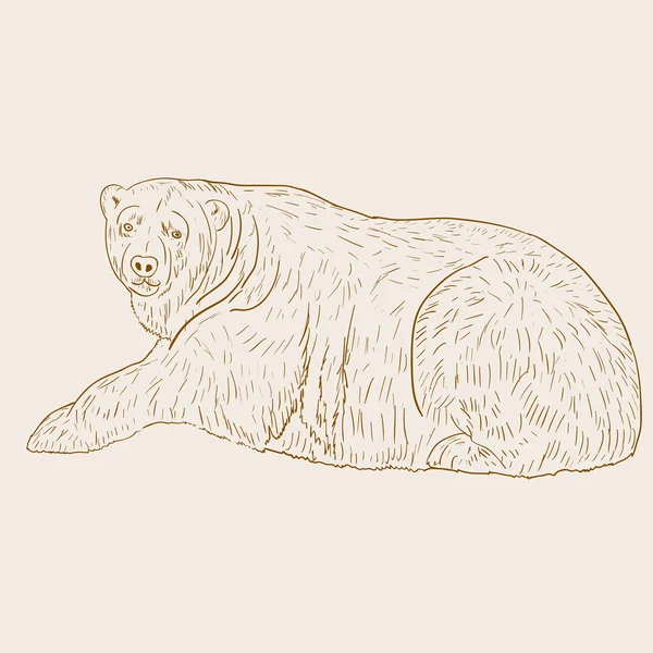 Urso polar branco. Ilustração vetorial . — Vetor de Stock
