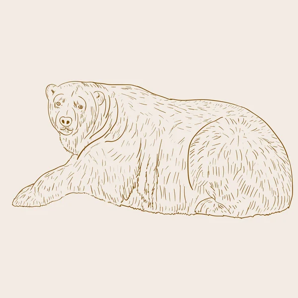 Oso Polar Blanco. Ilustración vectorial . — Vector de stock