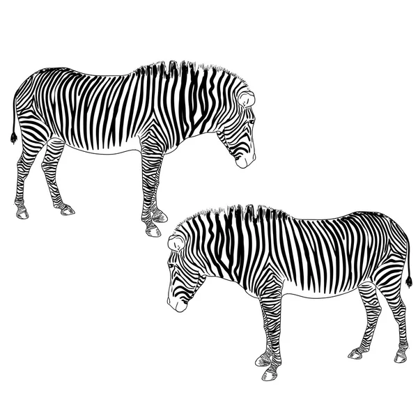 Two zebras. Vector illustration. — Stock Vector