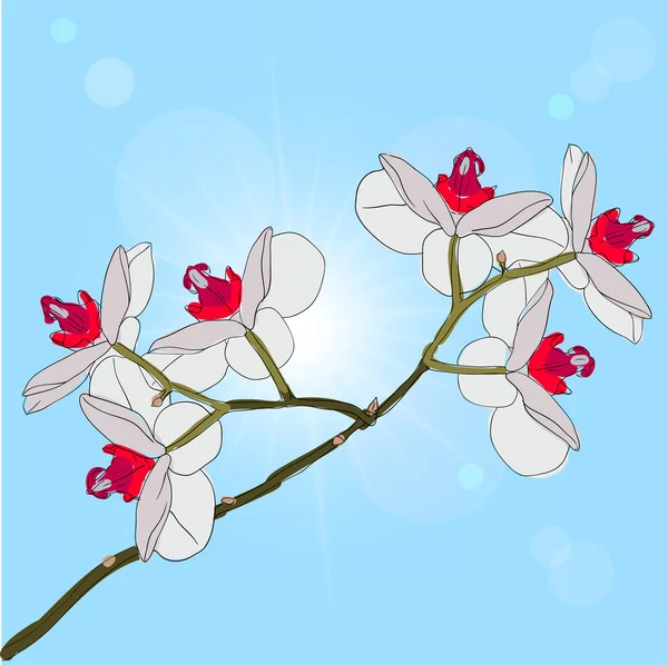 Twig blossoming orchids on a background — Stock Vector